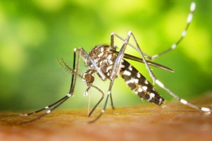 aedes site